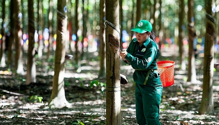 xuất khẩu cao su