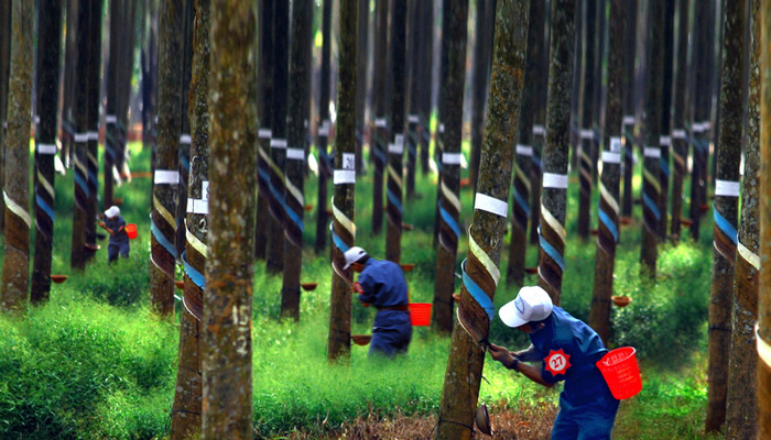hiện tượng blooming nguyên nhân và cách khắc phục 