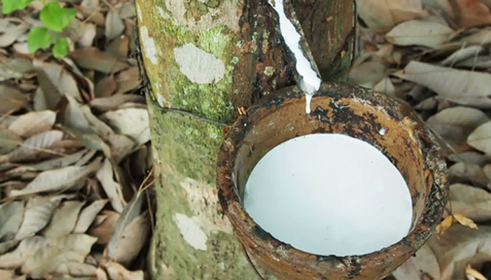 xuất khẩu cao su nửa đầu năm 2020