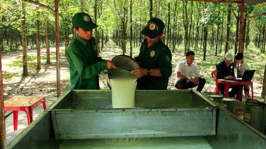 Cao su biến động mạnh năm 2019