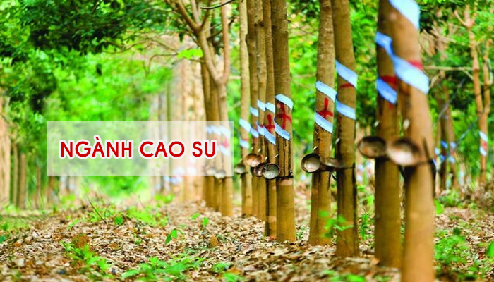 Chưa điều chỉnh giảm thuế giá trị gia tăng mặt hàng cao su